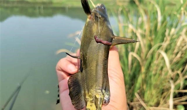 百哥曰|寒露过后，这几种鱼开始慢慢停口，再不钓就来不及了