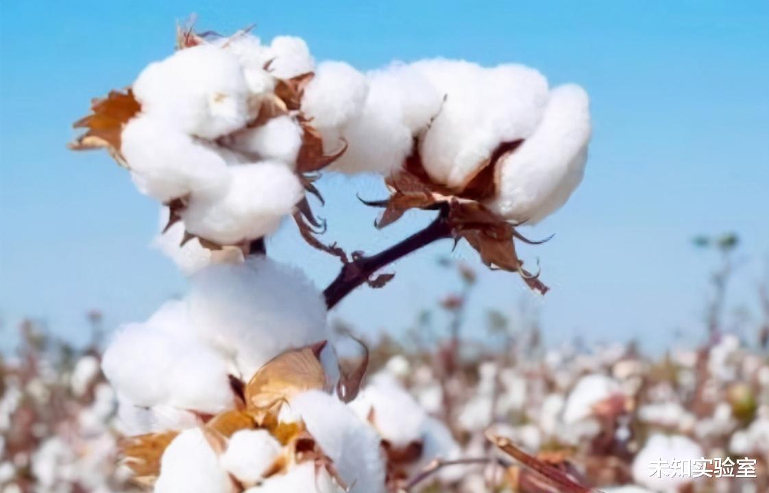 新疆棉遭抵制，我國90％采棉機市場也被美國壟斷-圖2