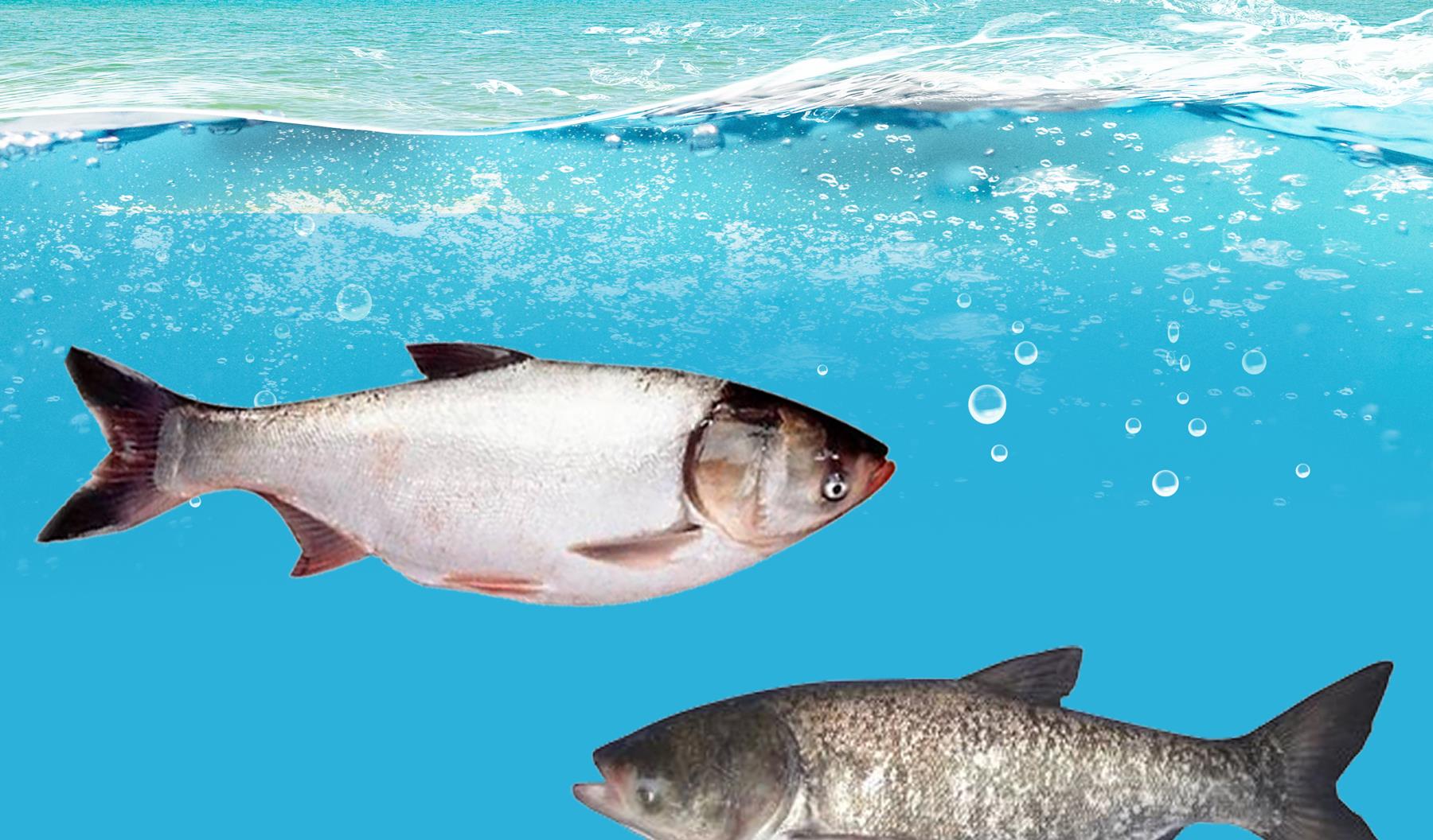 饵料|鲢鳙鱼最喜欢什么味型的食物？鲢鳙鱼的垂钓技巧和用饵方法