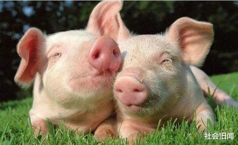 西湖大学 人和黑猩猩不能产生后代，把黑猩猩换成猪呢？日本做胚胎实验有了答案