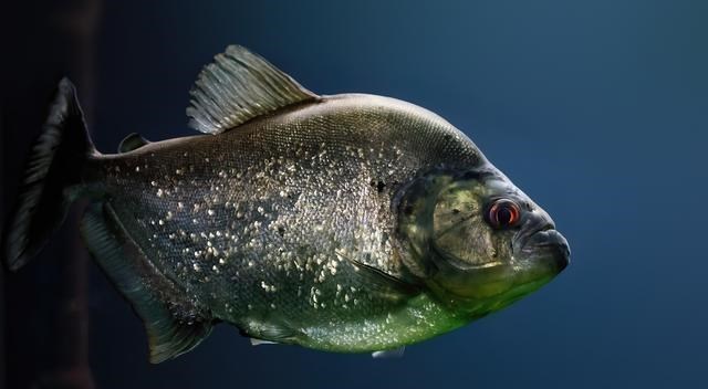 基因|它活了上亿年，食人鱼不敢招惹，菜刀砍不动，为何败给了棒槌？