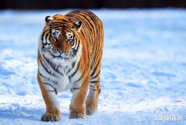 明明再说 未来生肖虎要历经“1喜1灾”，属虎人看看怎么回事？