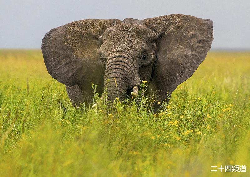 二十四频道 北京一女白领拿着2万月薪，请病假去了非洲，被开除后起诉公司：我去非洲看病