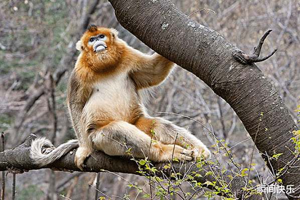 瞬间快乐|属鼠人最佳合作伙伴是谁？请牢牢抓住他，8月无往不利，步步高升