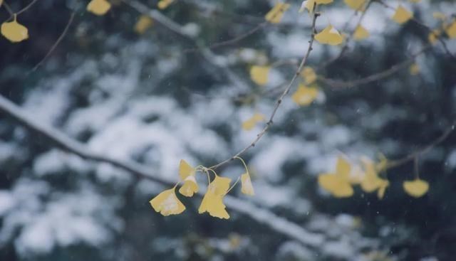清华大学|愿以三分初雪，勾勒百景清华（多图）