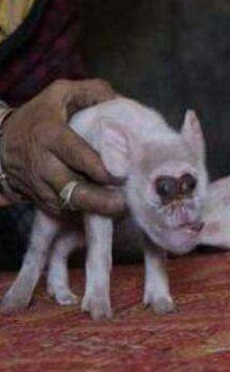 舜网 夫妻养的猴子,生下只奇怪小猴子,看清小猴子样貌后,纷纷吓了一跳