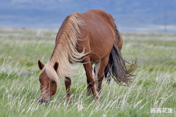 生肖|2021年财源滚滚的三生肖，贵人不请自到，财运、事业水涨船高！
