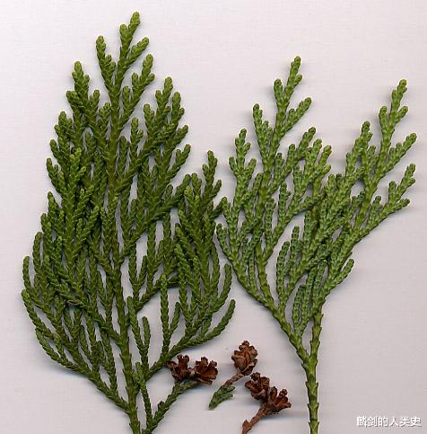 【地球生物全系列——植物篇】松柏目—柏科(六)