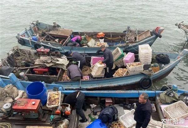 农忙拾趣 连续多日收获满满,一只5元供不应求,吃货大饱口福,渔民却叫苦
