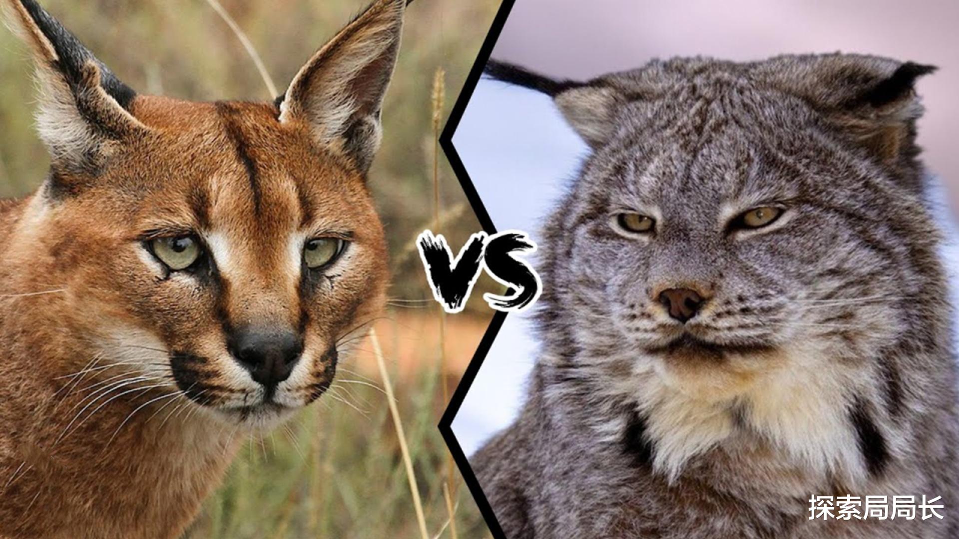 狞猫vs猞猁,谁的战斗力更强?体型决定了最终结果