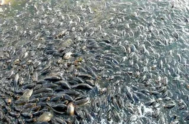 为啥温和的亚洲鲤鱼,到了美国就称霸江湖,生物入侵有多可怕?