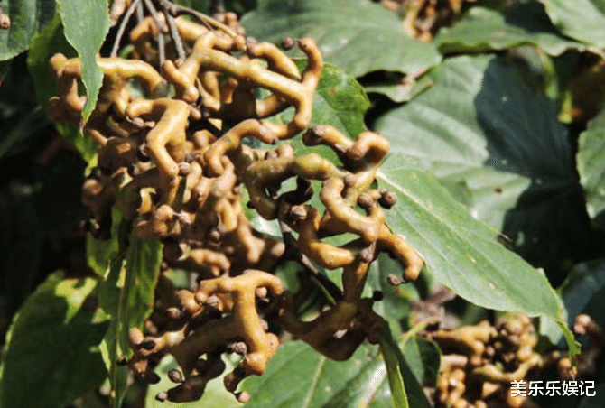 重金属|农村即将“消失”的野果子,吃过4种正常,全吃过的说明您真老了