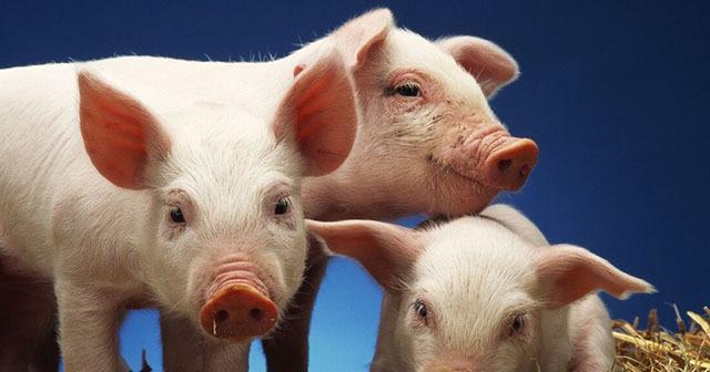 猪肉 老百姓有福了，猪价“泡沫”刺破，“最低价”在哪？专家给出预测