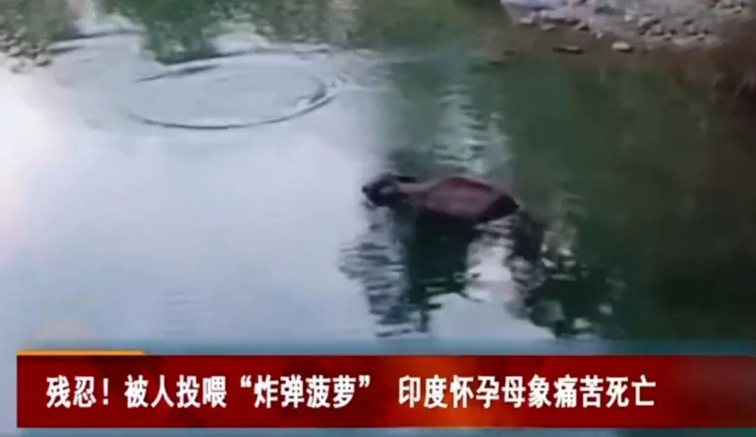 大象 触目惊心，不忍直视！9.3分顶流刷屏，对不起我夸不下嘴…