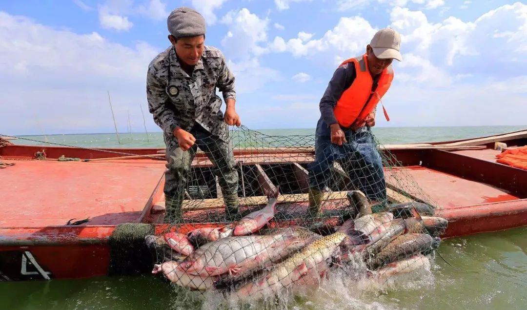 消失20年的珍稀鱼类重现洞庭湖，是什么措施让快灭绝的鱼类重生？