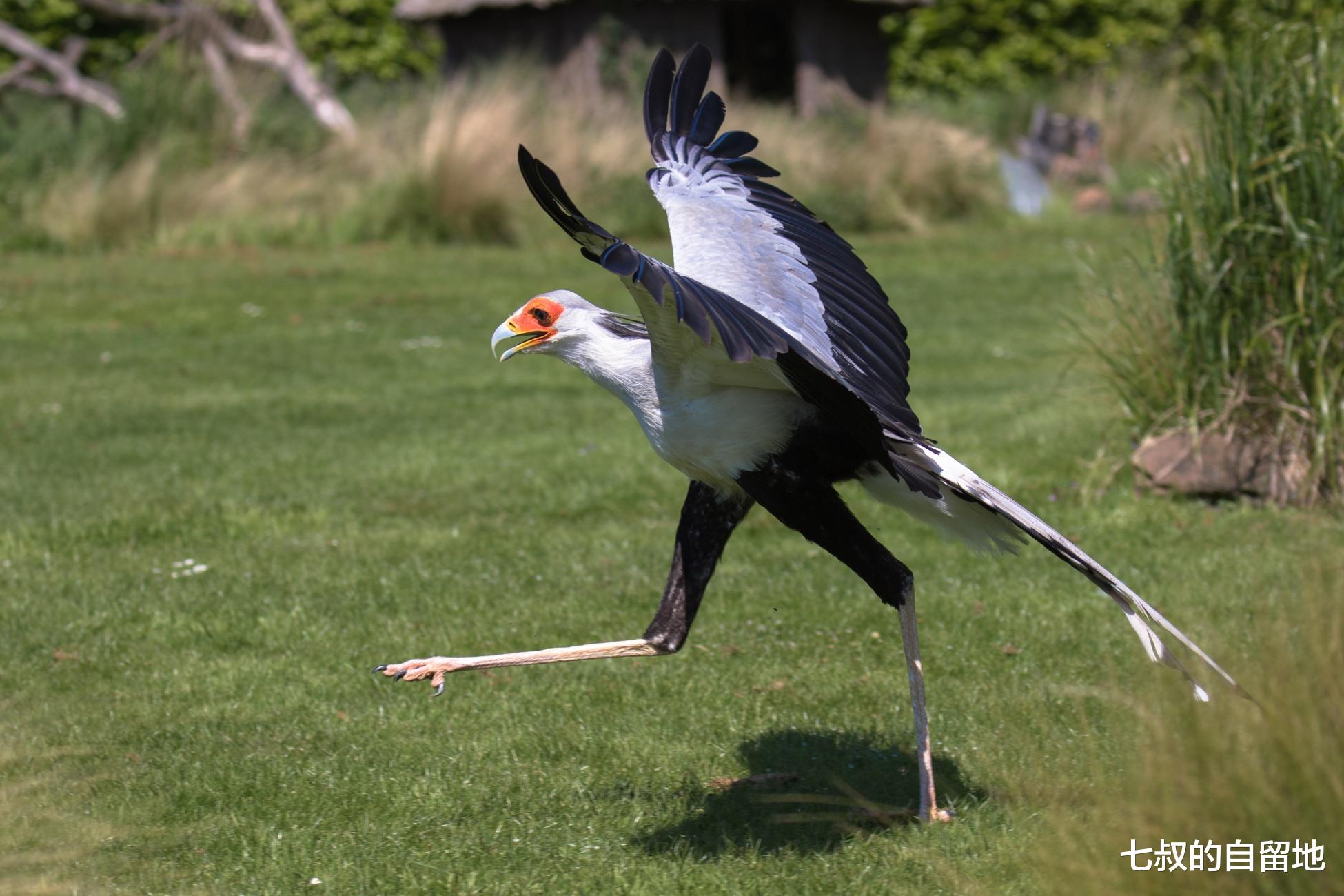 蜜獾 蛇类在动物界有多悲催？