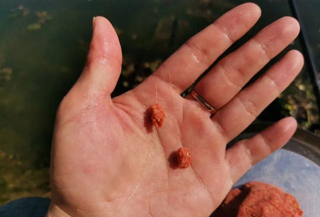 饵料|黑坑钓鲫常备的“千里香”，聚鱼快却易死窝，到底怎么用才合适？