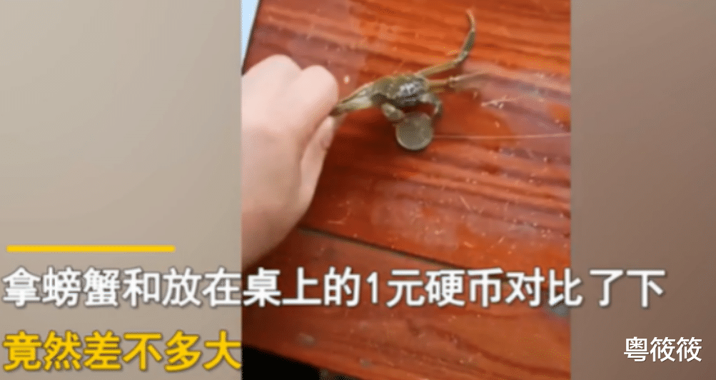 男子晒出68元网购的20只大闸蟹,网友:这是蟹苗吧?