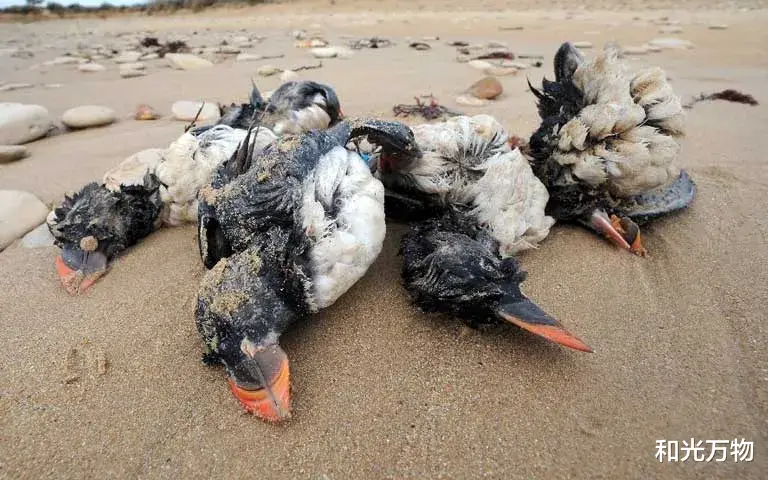 火星 北极海鸟大规模死亡,部分行动缓慢、软弱无力,科学家认为不正常!