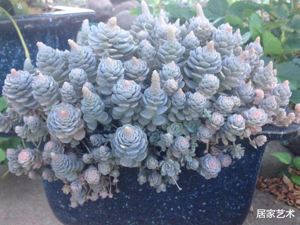 居家艺术|养多肉,就要看它完整的生命绽放!