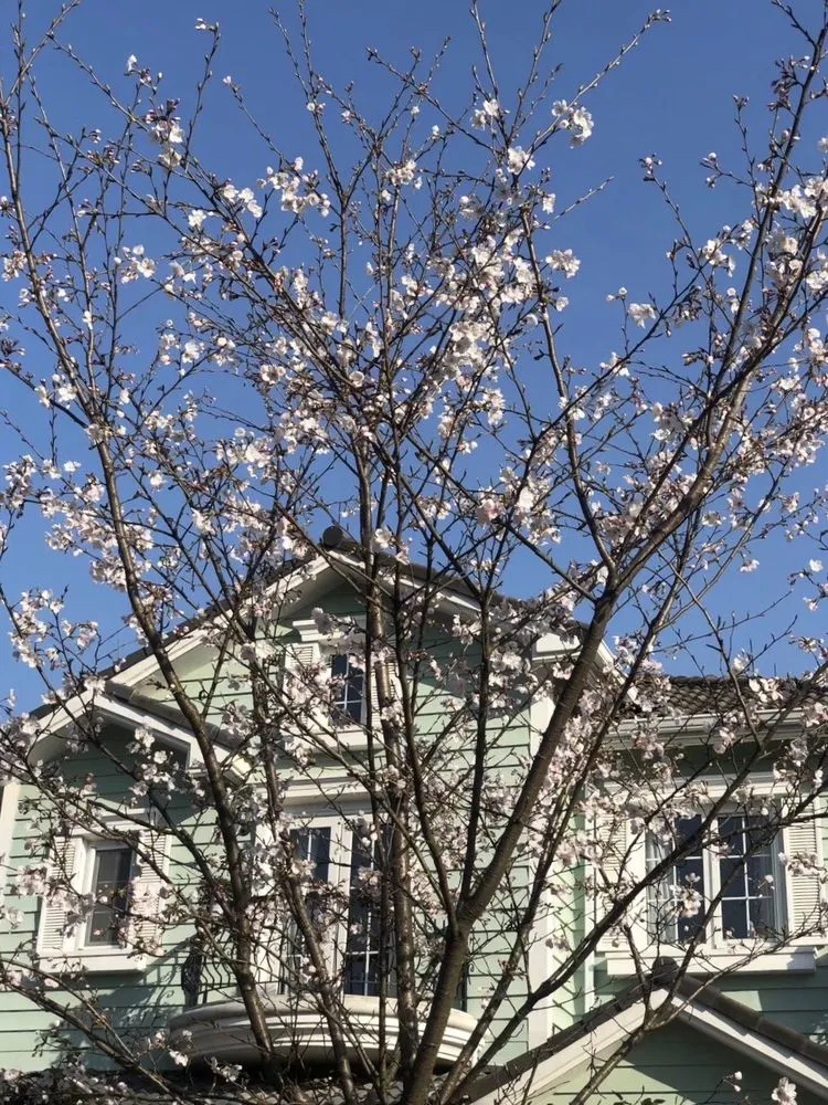 |买了别墅花园房，用5年时间，亲手设计打造400㎡别墅花园，太美了