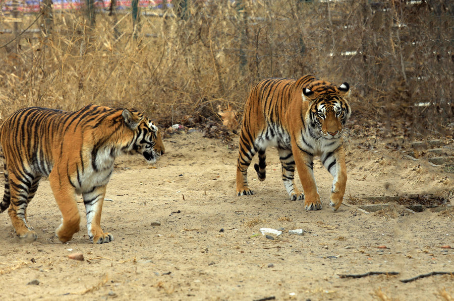 老虎 老虎太不小心了，为什么身上的毛发是一身橙黄色？