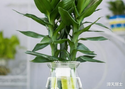 滴天居士|盘点那些有利财运的绿植，你买对了嘛