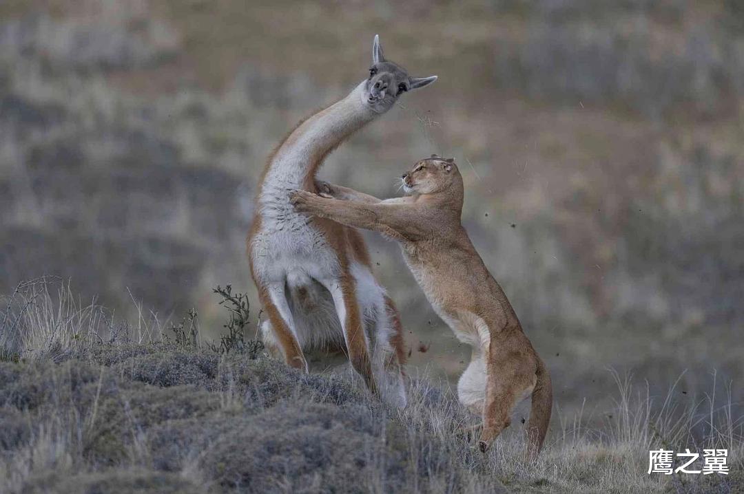 秃鹫|美洲母猎杀3倍体重的羊驼，10秒钟拿下猎物，爆发力着实恐怖！