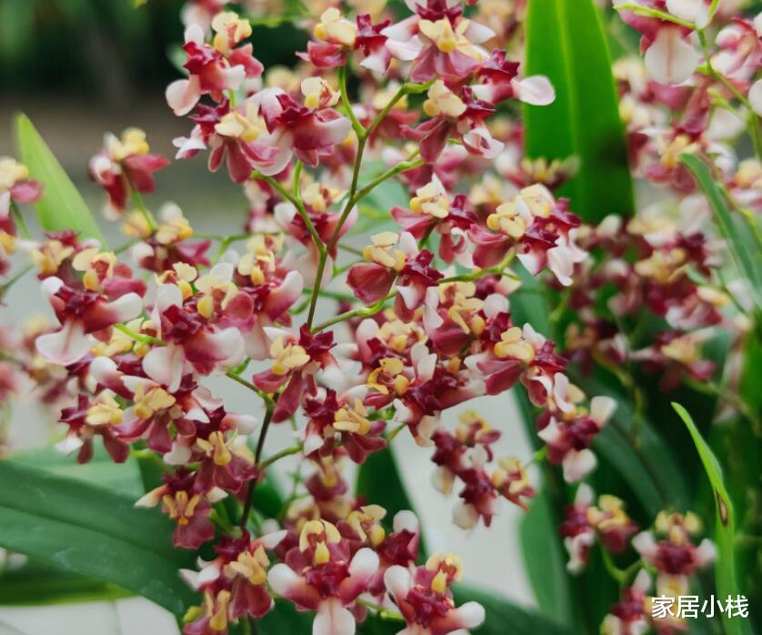 气味馥郁，花如繁星，家居盆栽新宠——文心兰，值得今冬入手