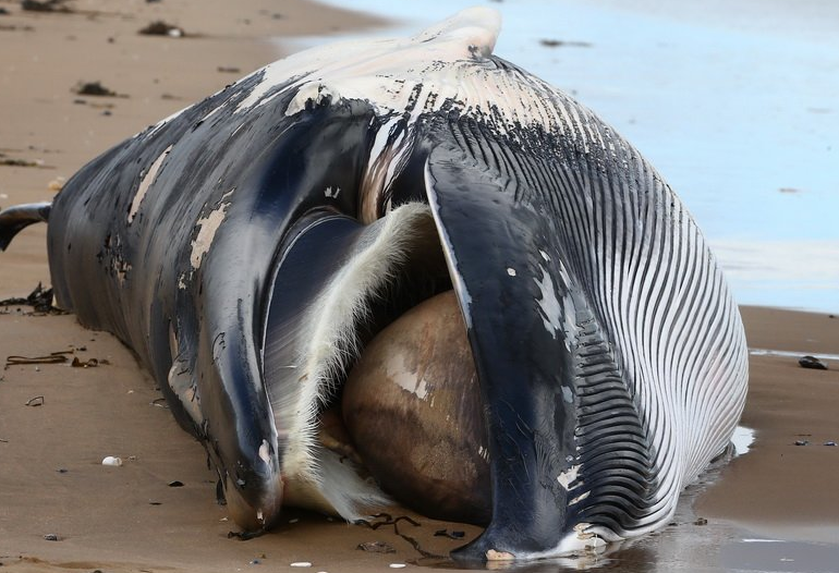 骆驼|为什么要小心沙漠中的骆驼尸体？科学家：相当于一个“生化武器”