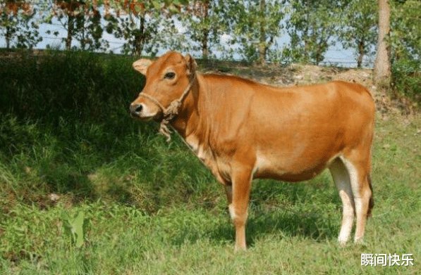 瞬间快乐 属牛的人生在几月,下半年招财进宝,想啥来啥,事业飞黄腾达