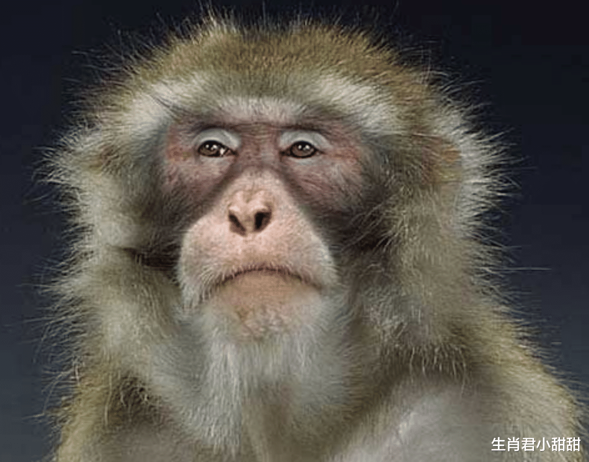 |生肖猴不畏惧艰难险阻,克服脚下重重困难,走上幸福之路