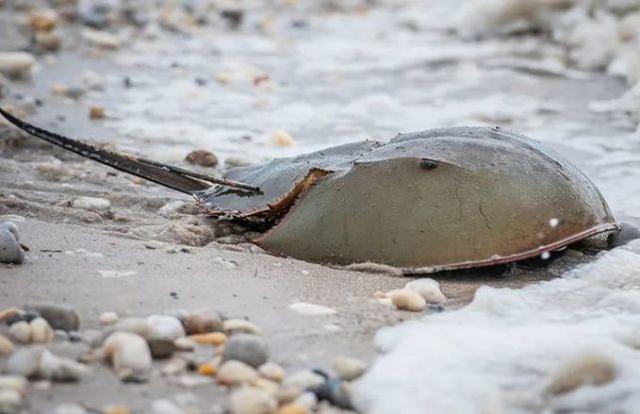 阿尔茨海默病|鲎海洋中的活化石，鲎身上流淌着一种十分珍奇的血液