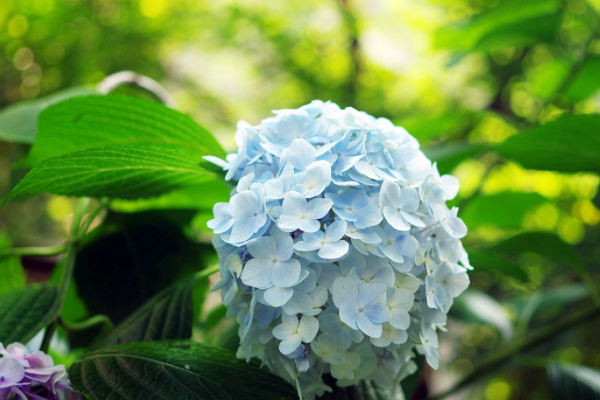 老张聊生肖|未来7天,4大生肖将会财源滚滚,桃花朵朵,好运连连