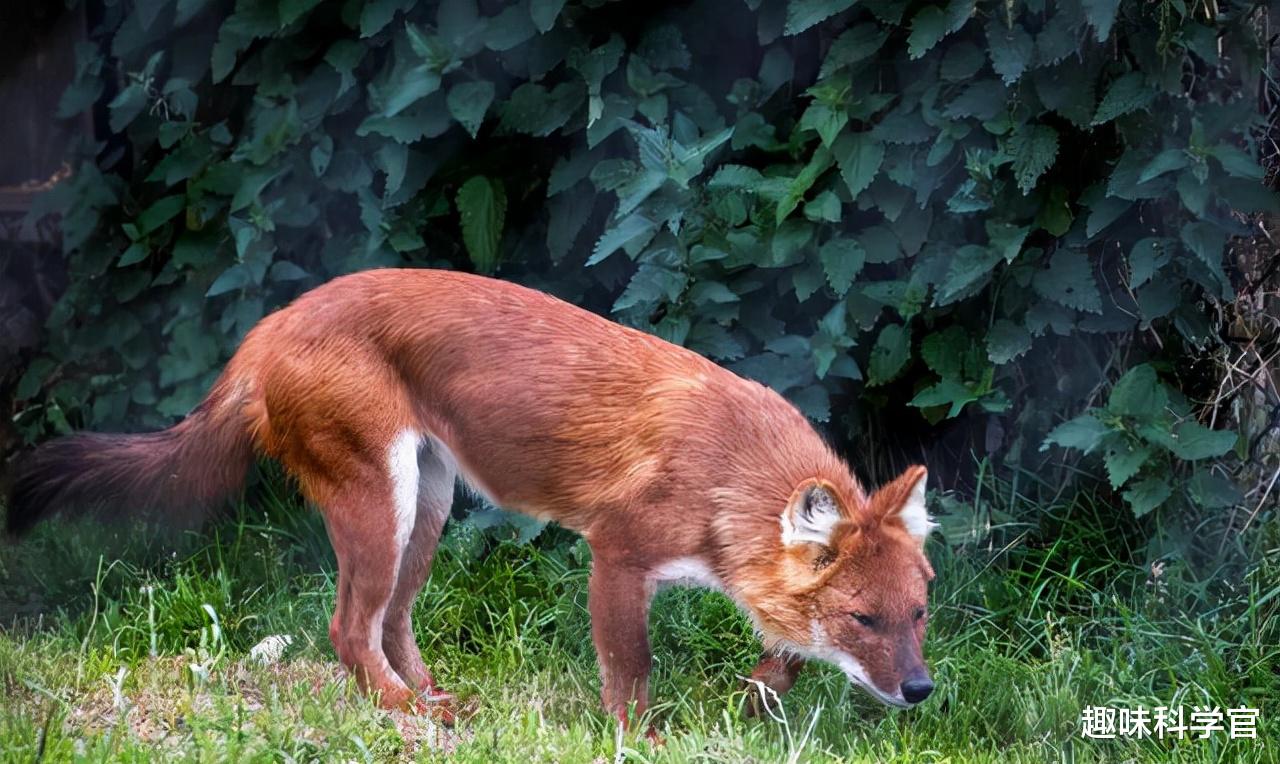 祁连山发现10只“红毛犬”,它们能咬死老虎,被称为“猛兽之首”
