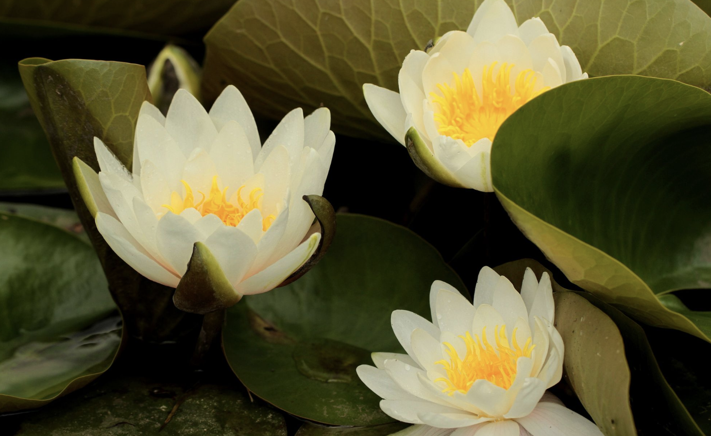 生肖夜梦|8月上旬，财神爷点名，大财进账，人生逆袭，3生肖好运连连，咸鱼翻身