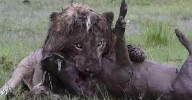 鬣狗 比人类压力还大的雄狮到底多悲惨？一生征战，打不动时死期就到了