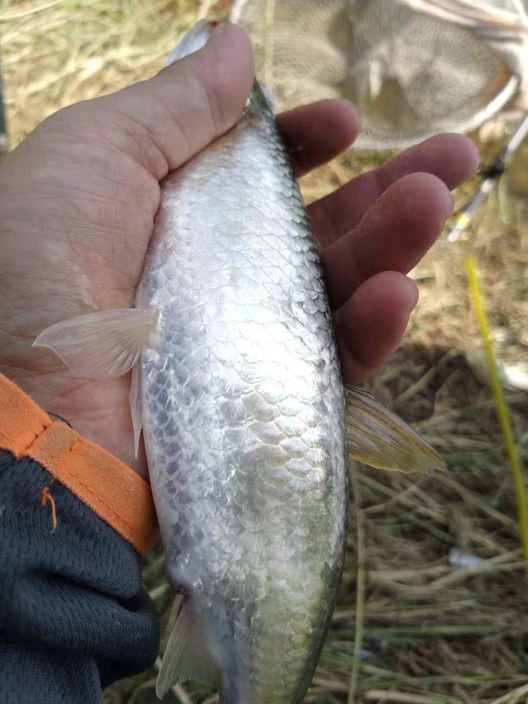 |为何野钓佬都喜欢钓小鱼？真是被逼的，且是被技术逼迫