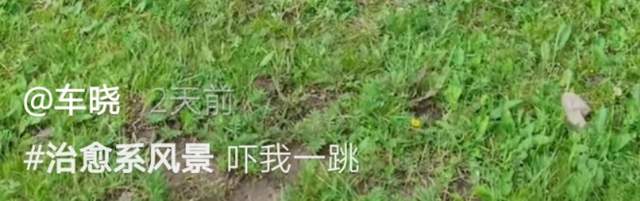 马思纯|39岁车晓草原上跳舞！吓到一旁黄牛直起身，皮肤白嫩瘦成纸片人