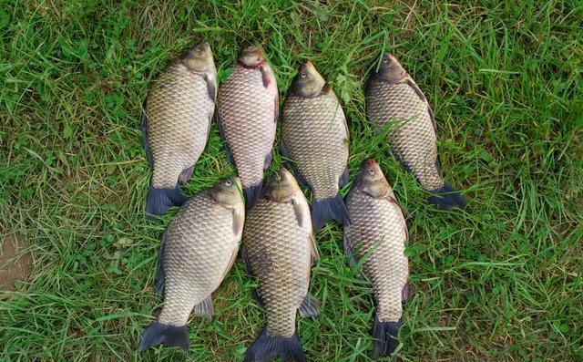 |斤鲫真的越来越多了，不是吹牛，因为你没用这些私藏的绝招