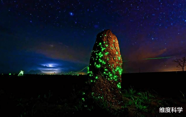 白蚁 白蚁是在朝着蚂蚁进化的蟑螂！它为什么要朝蚂蚁进化呢？