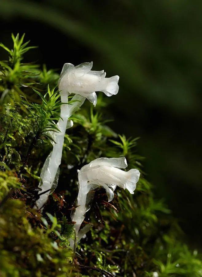 种上阳台|深山遇上罕有的“幽冥之花”，不能移栽它，唯有猛拍它！