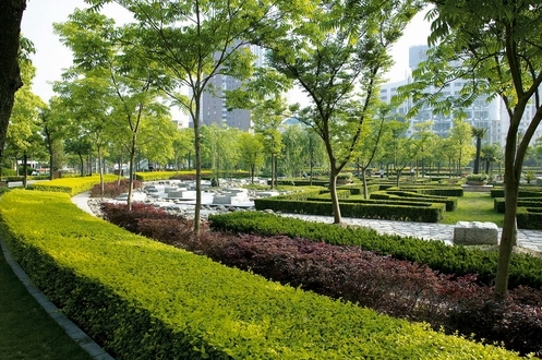 庭院设计| 8种可以做围墙的植物,围上一圈,让你的院子优雅又美观