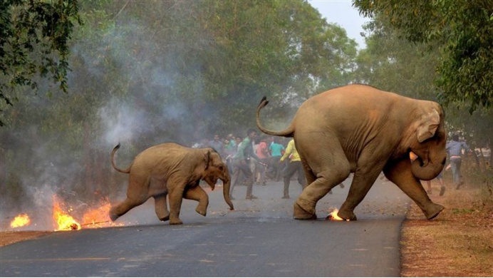 中國舉國“追象”，印度卻深陷“人象之爭”，大象慘被活活燒死-圖4