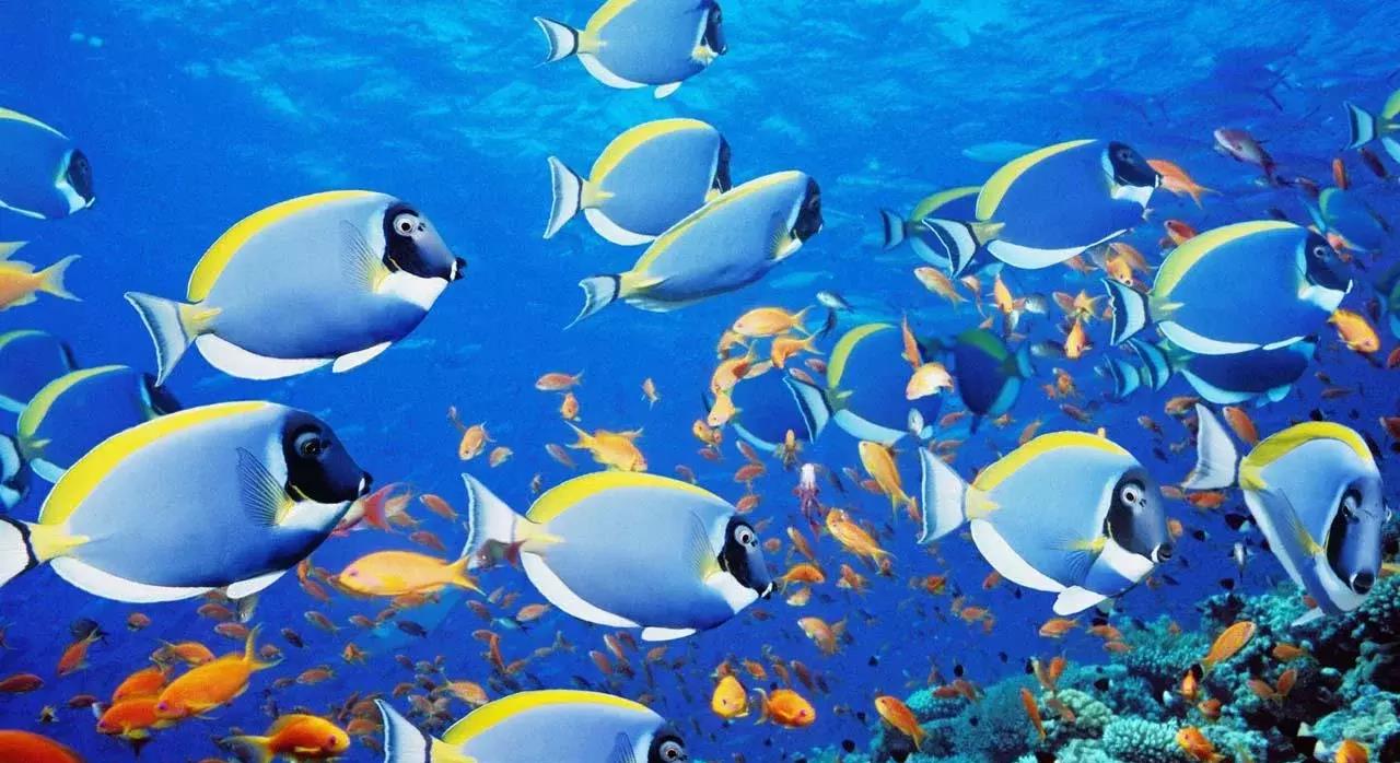 南方古猿 海蜘蛛花5亿年时间，证明一个道理：“只要足够废物，就没天敌”