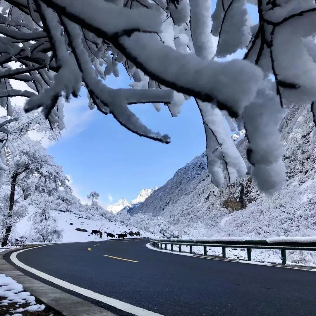 四姑娘山 【阿坝旅游网】好家伙！又下雪了！