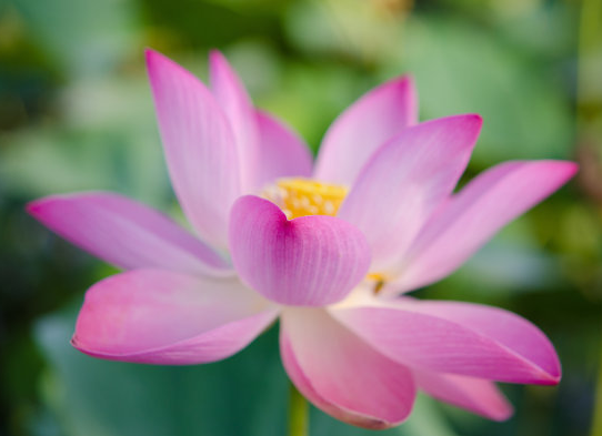 星临天下|9月上旬，4属相运势红火，桃花旺盛，喜事接二连三