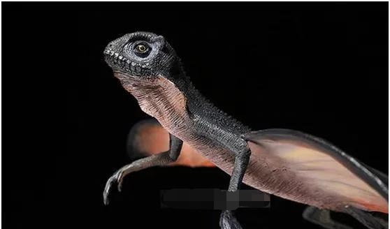 爬行动物 翼龙再生了?这种蜥蜴正在进化翅膀,已经可以在树林间滑翔