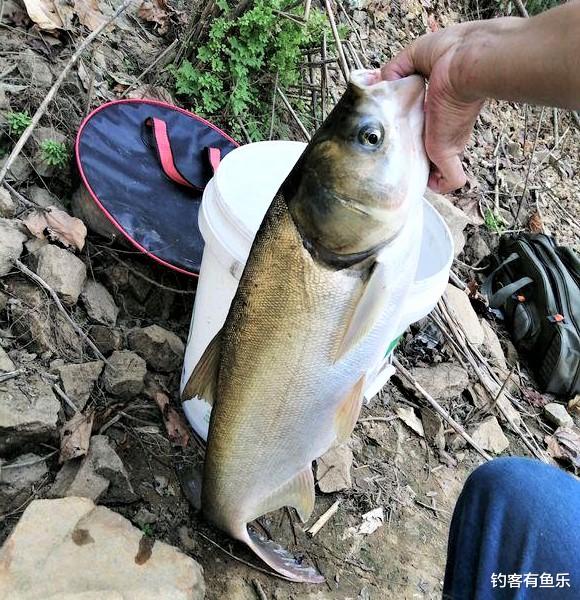 鲢鳙|垂钓大鲢鳙，钓组这样搭配可爆竿；钓草鱼重视这点细节，渔获翻倍