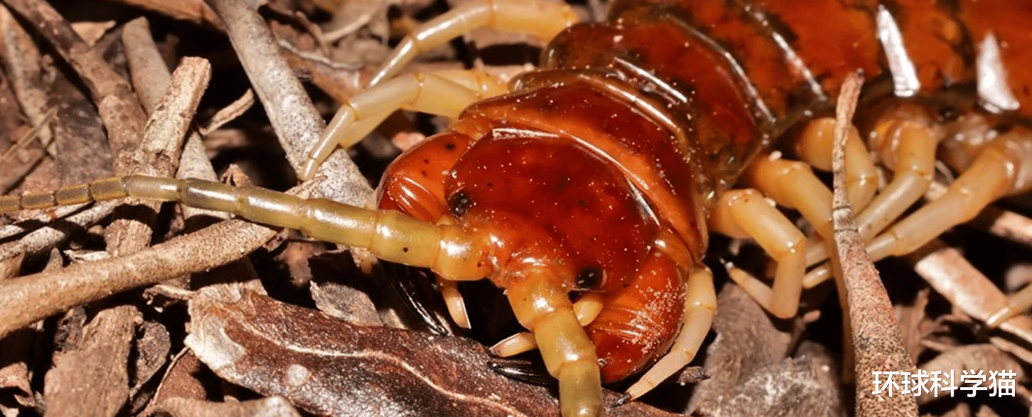 蜈蚣 竟然是真的！长约30.5厘米巨型蜈蚣，年吃3700只海鸟，它有多强？